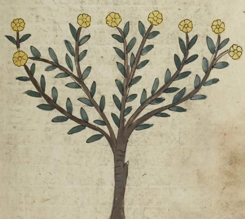 Illustration of a flowering tree in the style of a historic botanical manuscript